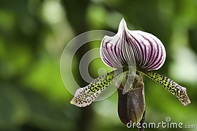 Paphiopedilum Maudiae Hybrid Stock Photo