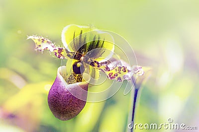 Dreamy Venus slipper orchid flower close up Stock Photo