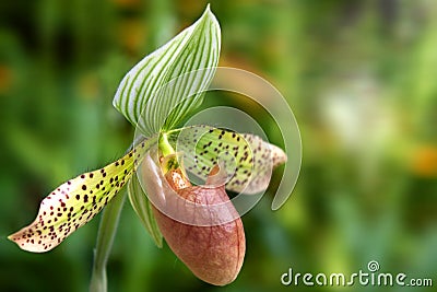 Paphiopedilum orchid Stock Photo