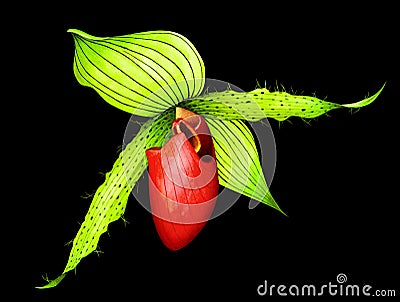 Paphiopedilum orchid on black background. Watercolor illustration of exotic tropical flower. Cartoon Illustration