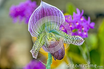 Paphiopedilum orchid close up Stock Photo