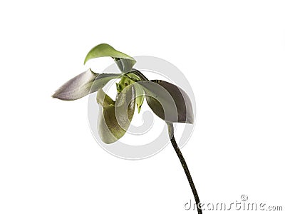 Paphiopedilum orchid (Lady slipper) on white background Stock Photo