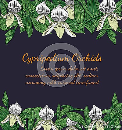 Paphiopedilum orchids card by hand drawing. Vector Illustration