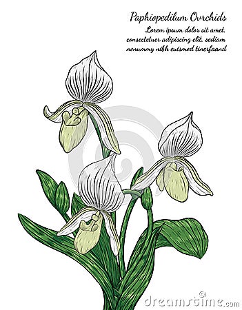Paphiopedilum orchids card by hand drawing. Vector Illustration