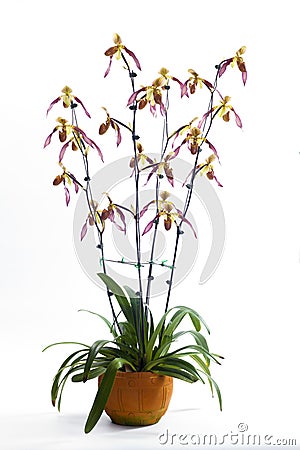 Paphiopedilum orchids flower. Stock Photo