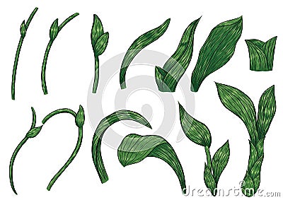 Paphiopedilum orchids leaves by hand drawing. Vector Illustration