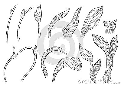 Paphiopedilum orchids leaves by hand drawing. Vector Illustration