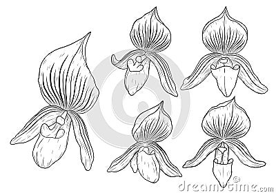 Paphiopedilum orchids set by hand drawing. Vector Illustration