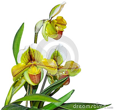 Paphiopedilum In Shape Orchid Plant Stock Photo