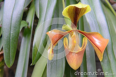 Paphiopedilum villosum, Lady`s Slipper orchid ,lad Stock Photo