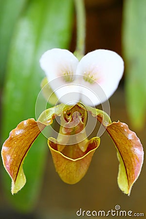 Paphiopedilum villosum (Lindl.) Stein flower Stock Photo