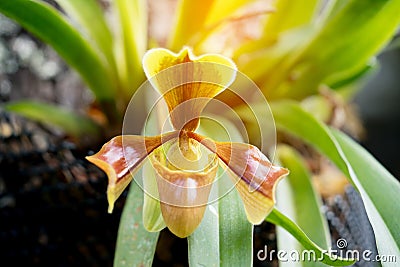 Paphiopedilum villosum Lindl. Stein Stock Photo