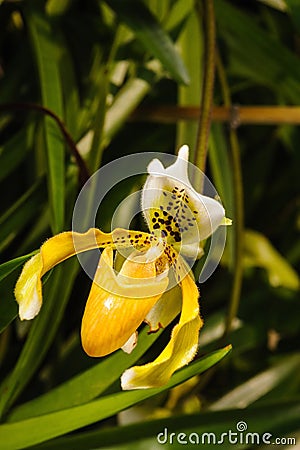 Paphiopedilum villosum orchid on nature background. Stock Photo