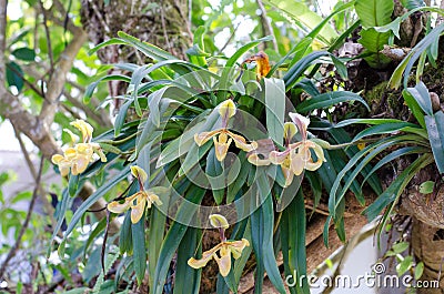 Paphiopedilum villosum Stock Photo