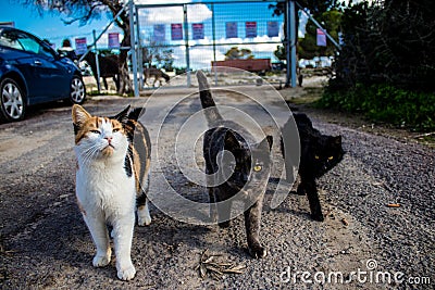 Abandoned cats Editorial Stock Photo