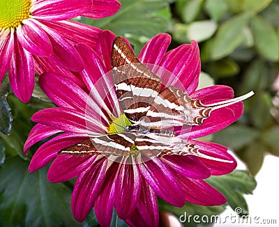 Papilio antaeus Butterfly Stock Photo