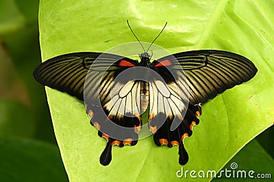 Papilio butterfly Stock Photo