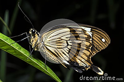 BuPapilio dardanus (the African Swallowtail,butterfly Stock Photo