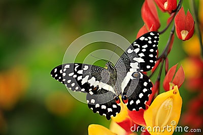 Papilio demodocus, citrus swallowtail or Christmas butterfly on the red and yellow flower in the nature habitat. Beautiful insect Stock Photo