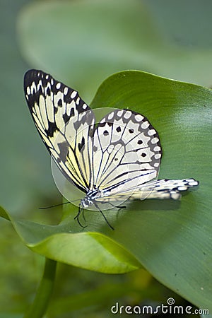 Papilio demoleus Stock Photo