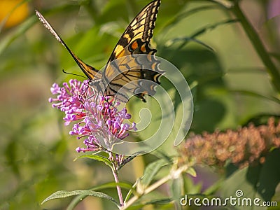 Papilio glaucus, eastern tiger swallowtail Stock Photo