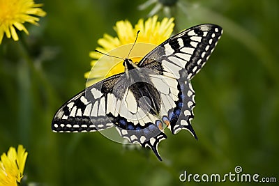 Papilio machaon britannicus Stock Photo