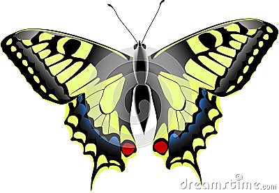 Papilio machaon Vector Illustration