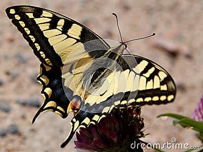Papilio Machaon, Swallowtail Butterfly Stock Photo