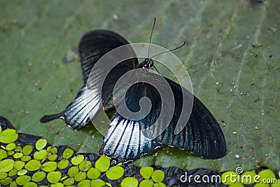 Papilio memnon Stock Photo