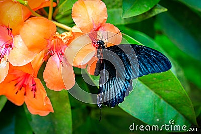 Papilio memnon, the Great Mormon black butterfly on the orange and pink flower. Stock Photo