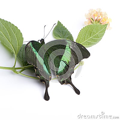 Papilio palinurus butterfly Stock Photo