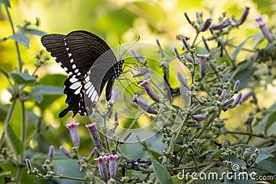 Papilio Polytes on wildflowers Stock Photo