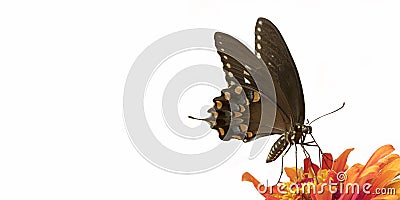 Black Swallowtail Butterfly on a panorama white background Stock Photo