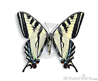 Papilio rutulus (underside) Stock Photo