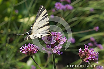 Papilio rutulus, the western tiger swallowtail butterfly.. Stock Photo