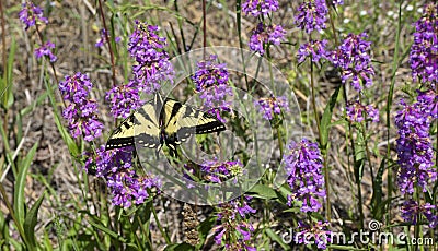 Papilio rutulus Stock Photo