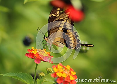 Papilio thoas Editorial Stock Photo