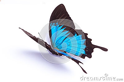 Papilio Ulysses Blue butterfly on the white background Stock Photo