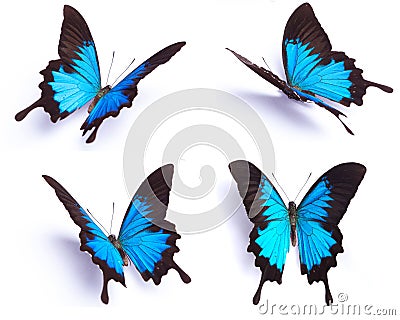 Papilio Ulysses Blue butterfly on the white background Stock Photo