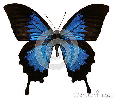 Papilio Ulysses Butterfly Stock Photo