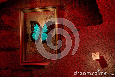 Papilio ulysses in the gold frame on the red wall Stock Photo