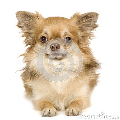 Papillon Stock Photo