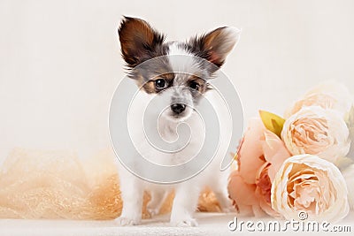 Papillon, ButterflyDog, SquirrelDog in front of a Stock Photo