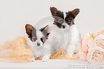 Papillon, ButterflyDog, SquirrelDog in front of a Stock Photo