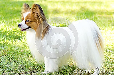 Papillon dog Stock Photo