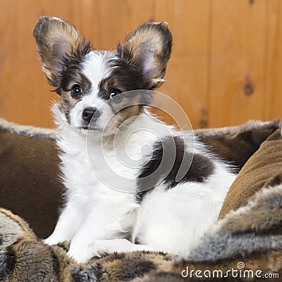 Papillon Puppy in bed Stock Photo