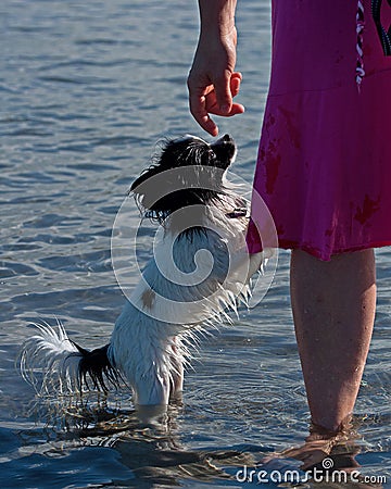 A Papillon that takes a bath little scared Stock Photo