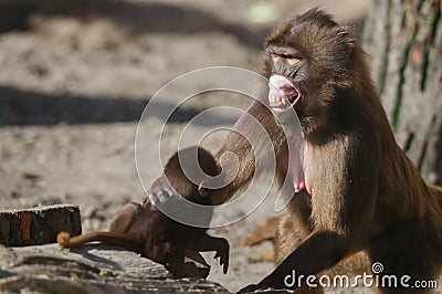 Papionini with suckling_Pavianmutter by a tree Stock Photo