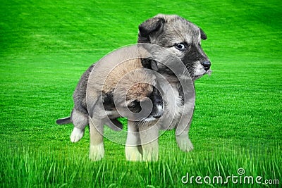 Pappy the dog on green Grass Stock Photo