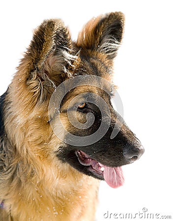 Pappy of german shepherd dog Stock Photo